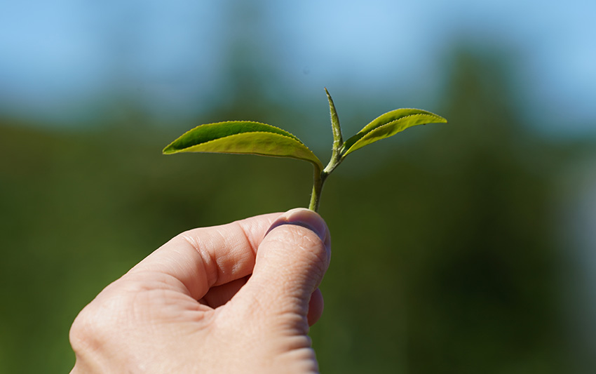 探索一心二葉的秘密:與對茶風味的影響和茶胺酸的含量