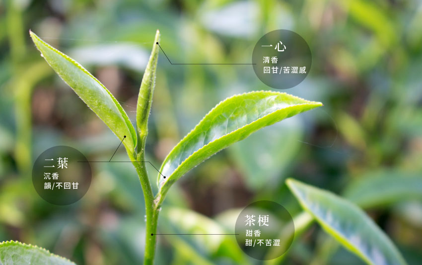 探索一心二葉的秘密:與對茶風味的影響和茶胺酸的含量