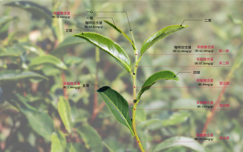 探索一心二葉的秘密:與對茶風味的影響和茶胺酸的含量