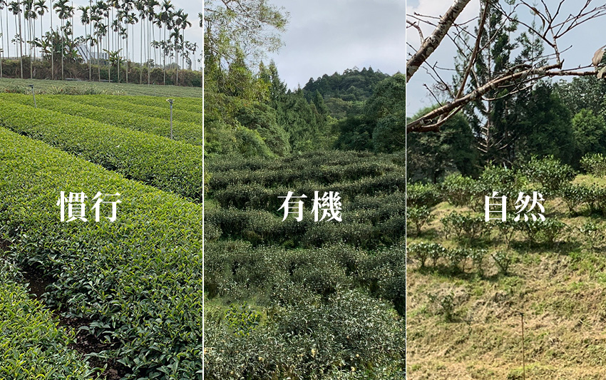 瞭解茶葉栽培的方式：慣行、有機、友善種植與自然農法的差別