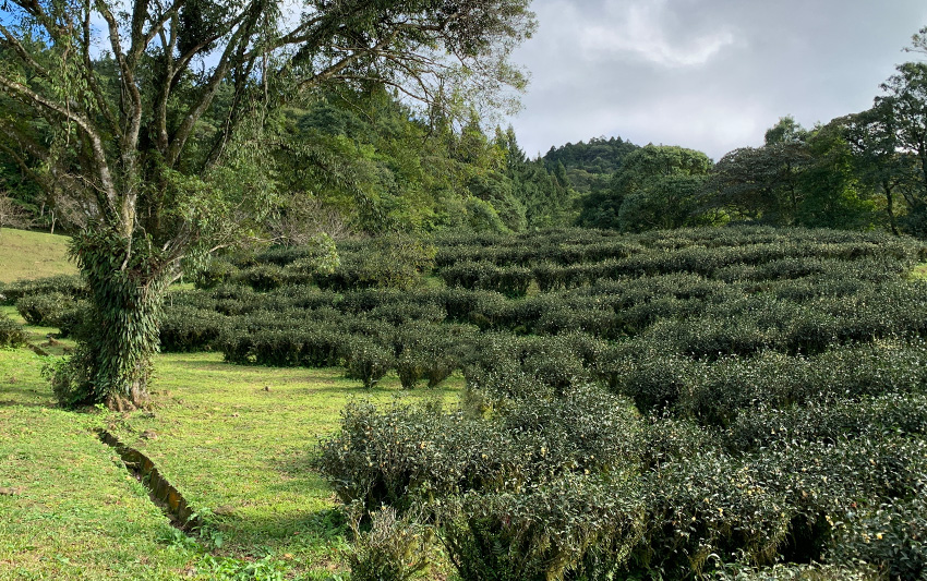 瞭解茶葉栽培的方式：慣行、有機、友善種植與自然農法的差別