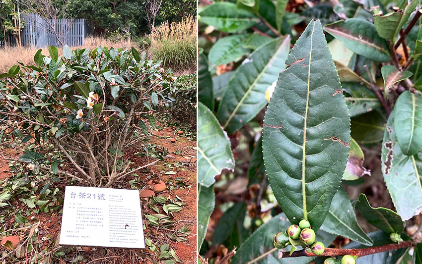 申時七茶－東方美人的故鄉！銅鑼茶廠來趟台茶樹品種的特性與風味之旅