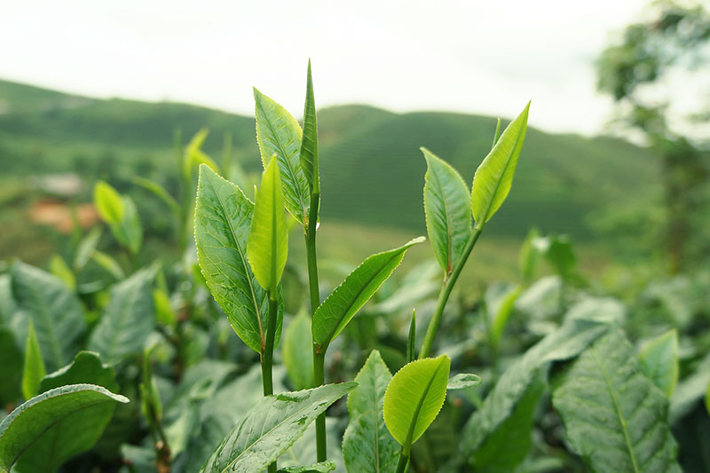申時七茶－台茶的咖啡因含量