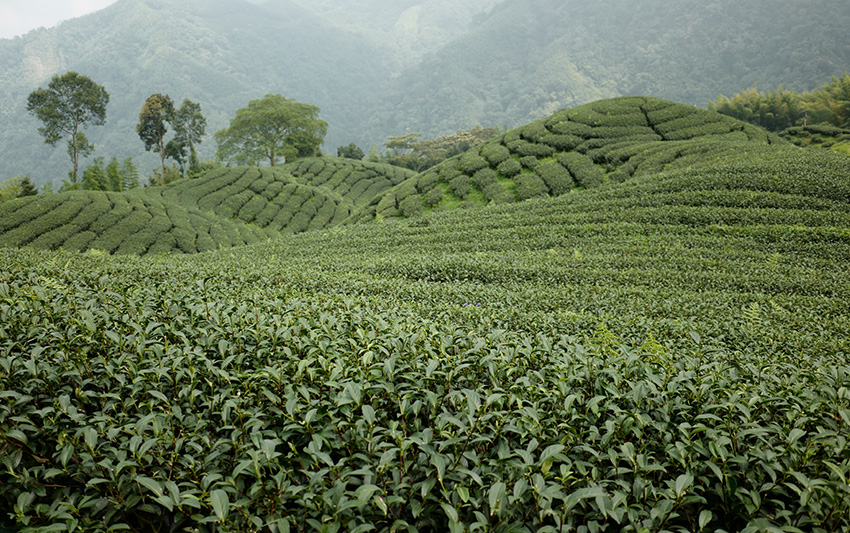 申時七茶－台灣茶從北到南、由西向東，了解各個茶區的風味與特色
