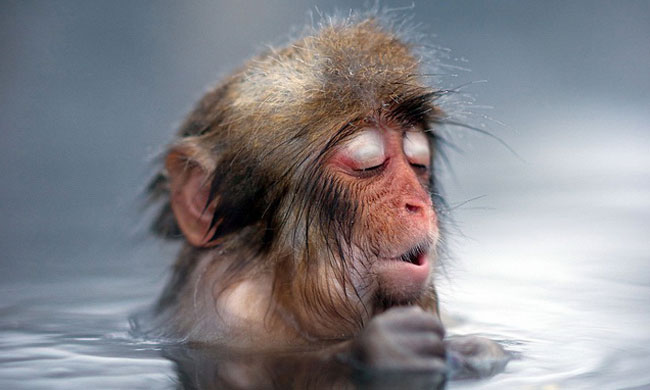 【寵物攝影】補捉《日本雪猴泡湯》奇摩子的可愛模樣