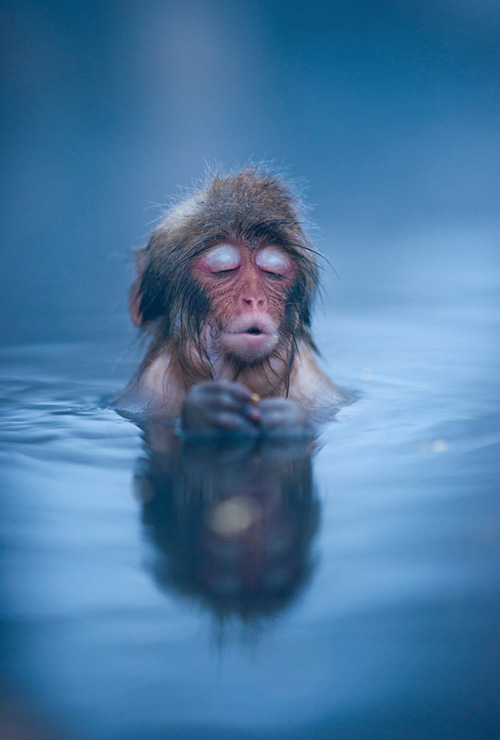 寵物攝影－補捉《日本雪猴泡湯》奇摩子的可愛模樣