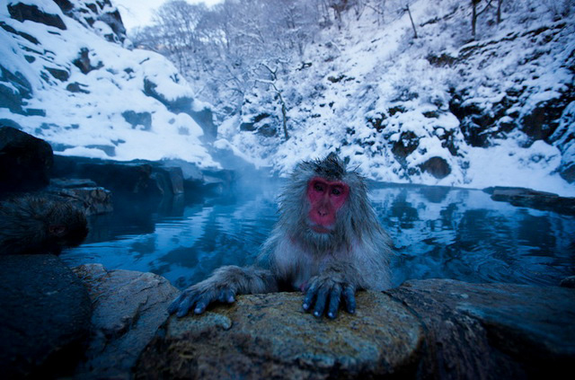 寵物攝影－補捉《日本雪猴泡湯》奇摩子的可愛模樣