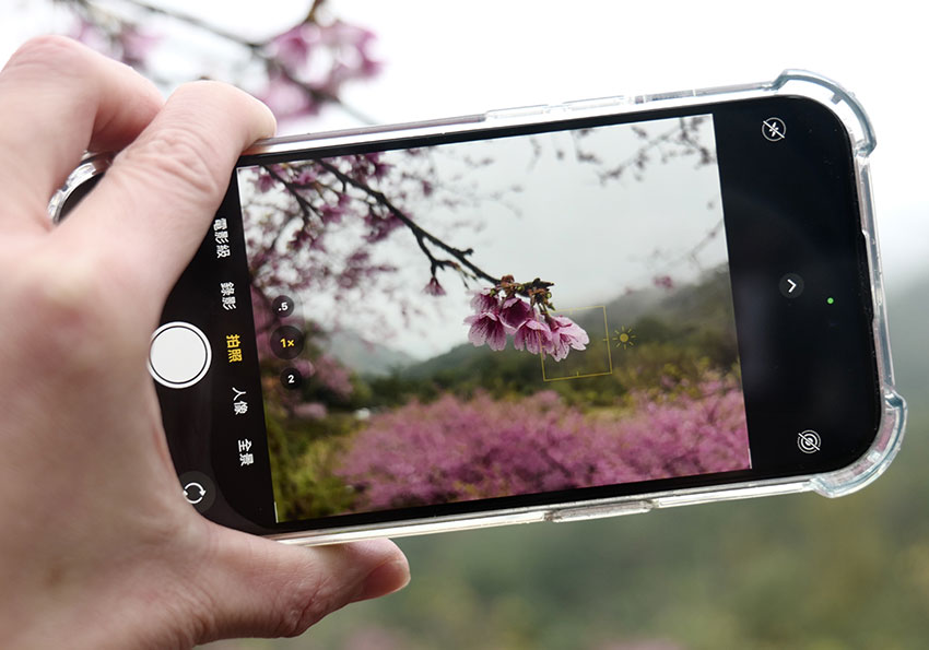梅問題－iPhone15實拍分享：掌握拍攝櫻花的小技巧，你也能拍出粉嫩櫻花