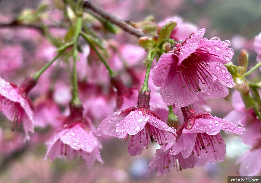 梅問題-iPhone15實拍分享：掌握拍攝櫻花的小技巧，你也能拍出粉嫩櫻花