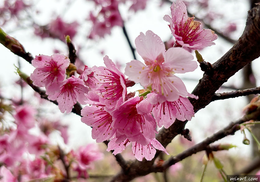 梅問題-iPhone15實拍分享：掌握拍攝櫻花的小技巧，你也能拍出粉嫩櫻花