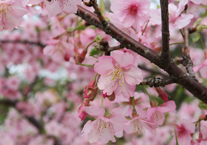 免到日本!《新竹玻璃博物館》日本特種「河津櫻」櫻花盛開