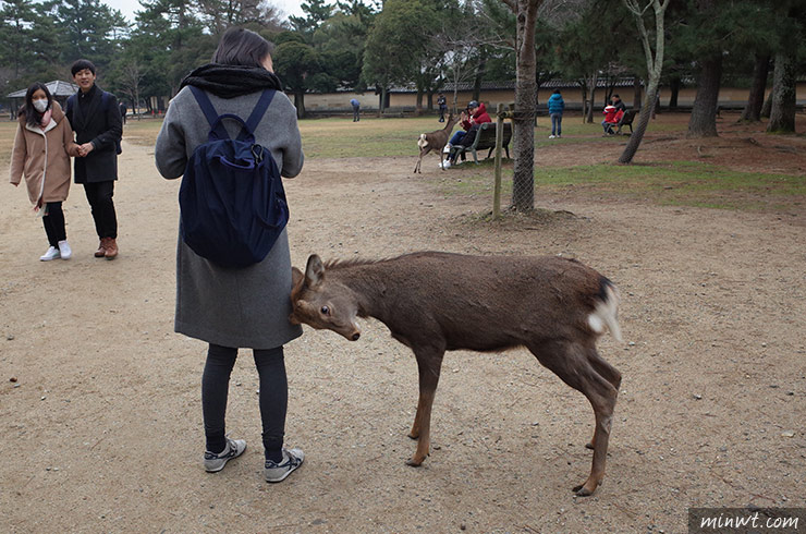梅問題－《關西自助》近鐵一日周遊券，來去奈良找可愛小鹿！