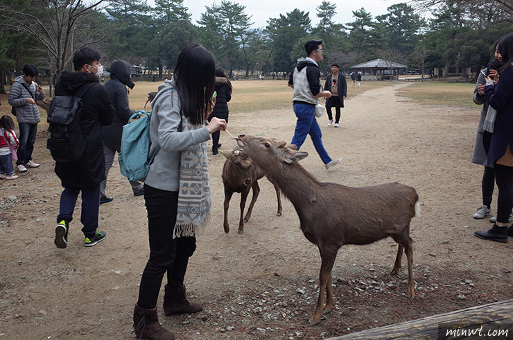 梅問題－《關西自助》近鐵一日周遊券，來去奈良找可愛小鹿！