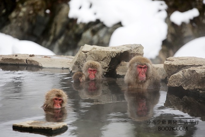 《東京自助》長野縣地獄谷看雪猴子泡溫泉交通攻略