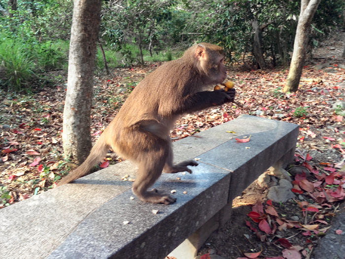 梅問題-《彰化二水-松柏嶺》與台灣特有獼猴近距離接觸