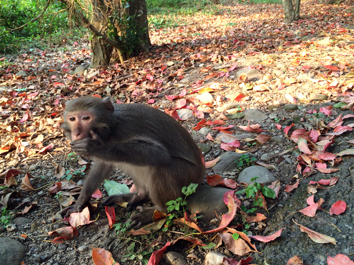 梅問題-《彰化二水-松柏嶺》與台灣特有獼猴近距離接觸